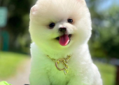 Safkan Pomeranian Boo Yavrularımız